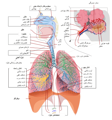 شرح اجزای دستگاه تنفسی
